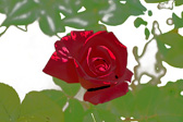 Foto: Fotos coloreadas