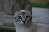 Foto: Animales terrestres