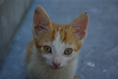 Foto: Animales terrestres