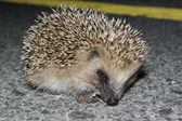 Foto: Animales terrestres