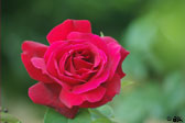 Foto: Flores