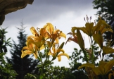 Foto: Flores