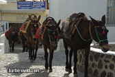 Foto: Animales terrestres