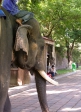 Foto: Animales terrestres