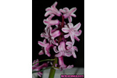 Foto: Flores