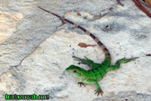 Foto: Animales terrestres