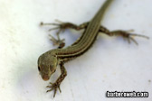 Foto: Animales terrestres