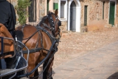 Foto: Animales terrestres