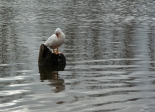Foto: Animales aéreos
