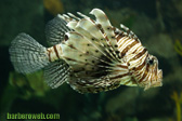 Foto: Animales acuticos