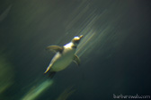 Foto: Animales terrestres