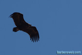 Foto: Animales areos